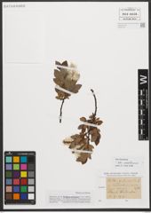 Foto von Salix waldsteiniana Willd.